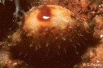 Enlarged Image of 'Cypraea bistrinotata'