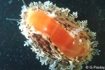 What Am I? Click to display answer!