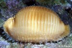 Enlarged Image of 'Cypraea childreni'