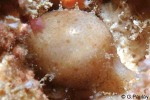 Enlarged Image of 'Cypraea cicercula'