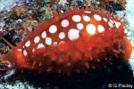 Enlarged Image of 'Cypraea cribraria'