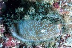Enlarged Image of 'Cypraea erosa'