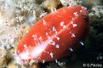 Enlarged Image of 'Cypraea fimbriata'