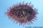 Enlarged Image of 'Cypraea helvola'