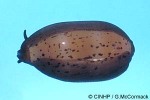Enlarged Image of 'Cypraea isabella'