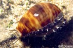 Enlarged Image of 'Cypraea lynx'