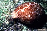 Enlarged Image of 'Cypraea mappa'