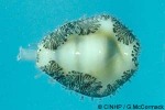 Enlarged Image of 'Cypraea moneta'