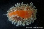 Enlarged Image of 'Cypraea schilderorum'
