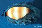 Enlarged Image of 'Cypraea talpa'