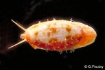 Enlarged Image of 'Cypraea teres'