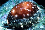 Enlarged Image of 'Cypraea vitellus'
