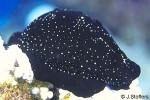 Enlarged Image of 'Ovula ovum'