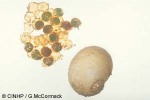 Enlarged Image of 'Naticid species'