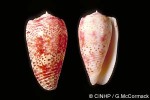 Enlarged Image of 'Conus adamsonii'