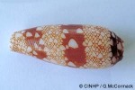 Enlarged Image of 'Conus auricomus'