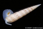 Enlarged Image of 'Hastula lanceata'