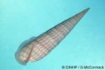 Enlarged Image of 'Terebra cerithina'