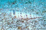 Enlarged Image of 'Terebra maculata'