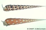 Enlarged Image of 'Terebra subulata'