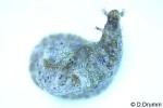 Enlarged Image of 'Dolabrifera dolabrifera'