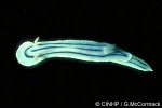 Enlarged Image of 'Chromodoris lochi'