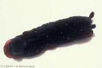Enlarged Image of 'Dendrodoris nigra'