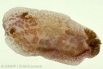 Enlarged Image of 'Discodoris lilacina'