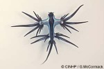 Enlarged Image of 'Glaucus atlanticus'