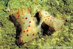 Enlarged Image of 'Gymnodoris ceylonica cf.'