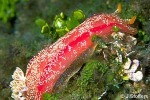 Enlarged Image of 'Hexabranchus sanguineus'