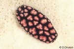 Enlarged Image of 'Phyllidiella pustulosa'