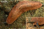 Enlarged Image of 'Vaginulus plebeius'