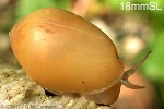 Enlarged Image of 'Melampus luteus'