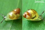Enlarged Image of 'Elasmias apertum'