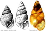 Enlarged Image of 'Lamellidea pusilla'