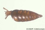 Enlarged Image of 'Tekoulina pricei'