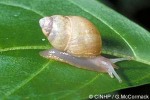 Enlarged Image of 'Partula assimilis'