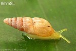 Enlarged Image of 'Paropeas achatinaceum'