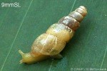 Enlarged Image of 'Subulina octona'