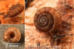 Enlarged Image of 'Sinployea peasei'