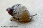 Enlarged Image of 'Austrosuccinea australis QQGM'