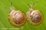 Enlarged Image of 'Diastole conula'