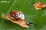 Enlarged Image of 'Helicarionidae QQsp1'