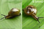 Enlarged Image of 'Lamprocystis QQsp Blackspire1'