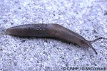 Enlarged Image of 'Deroceras laeve QQ'