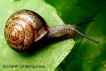 Enlarged Image of 'Bradybaena similaris'