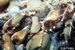 Enlarged Image of 'Arca avellana'