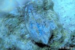 Enlarged Image of 'Arca ventricosa cf.'
