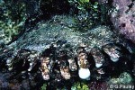 Enlarged Image of 'Pinctada margaritifera'